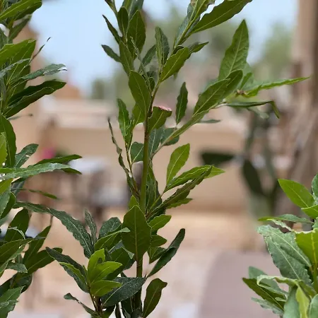 Holiday home Grano Arso Turistico Cisternino