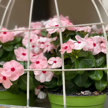 Grano Arso Turistico *