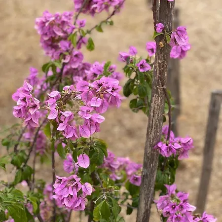 Grano Arso Turistico Holiday home *