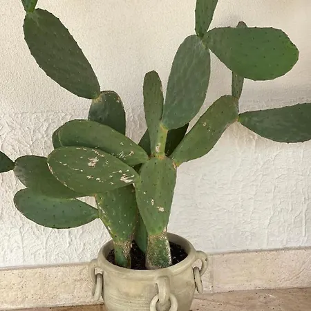 Grano Arso Turistico Holiday home Cisternino