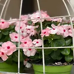 Grano Arso Turistico *