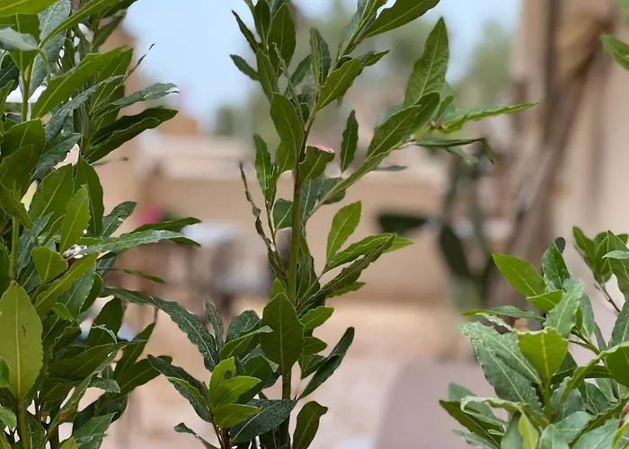 Casa vacanze Grano Arso Turistico Cisternino