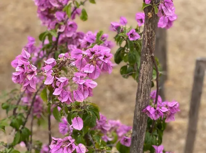 Grano Arso Turistico Casa vacanze *